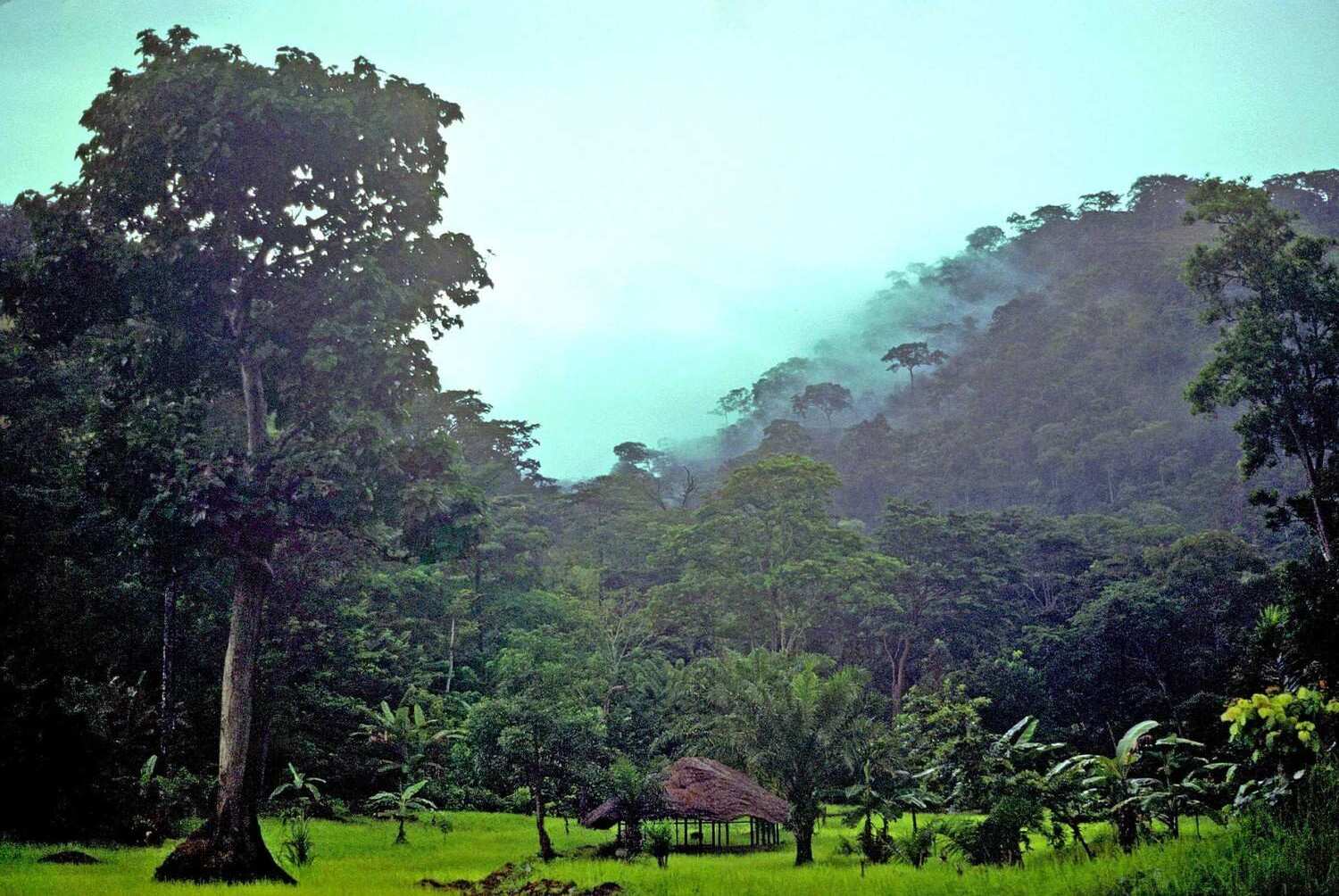 A Lush Green Rainforest In Togo