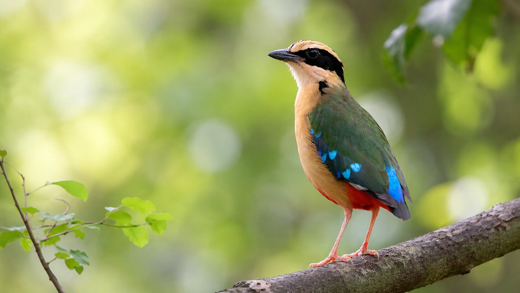 Birdwatching in Tropical rainforest