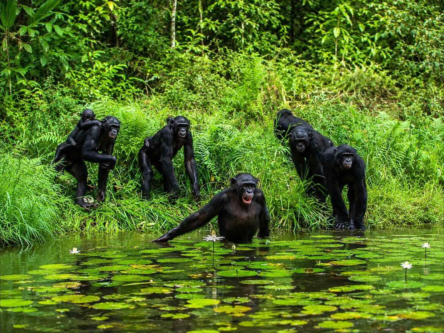 Bonobos At Ta National Park