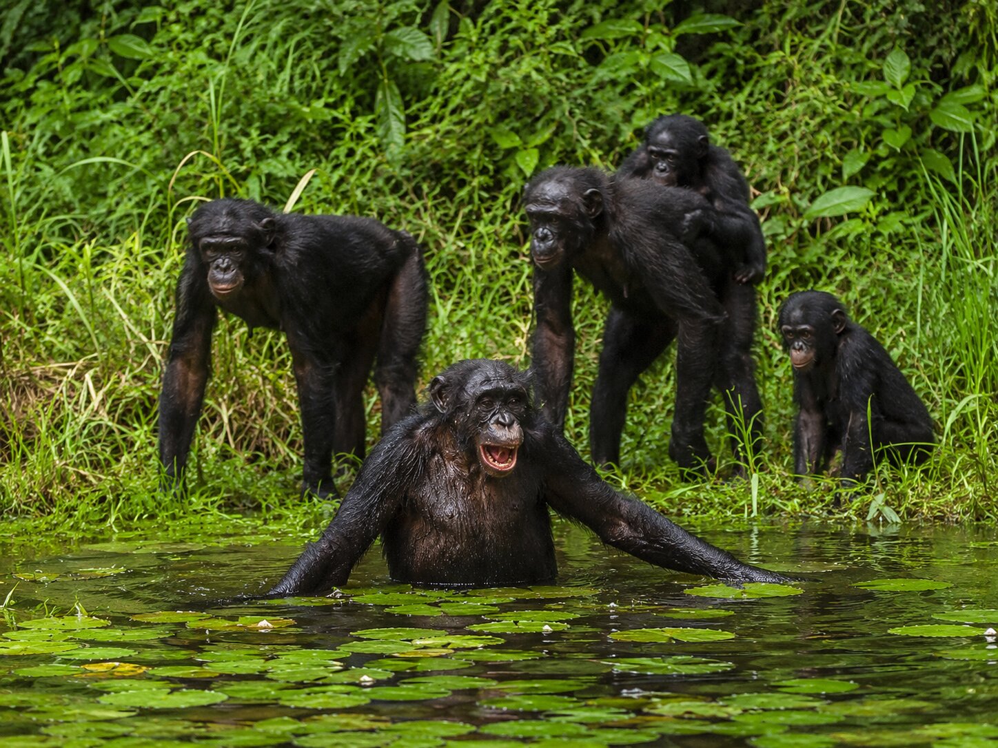 Chimpanzees in Tai National Park