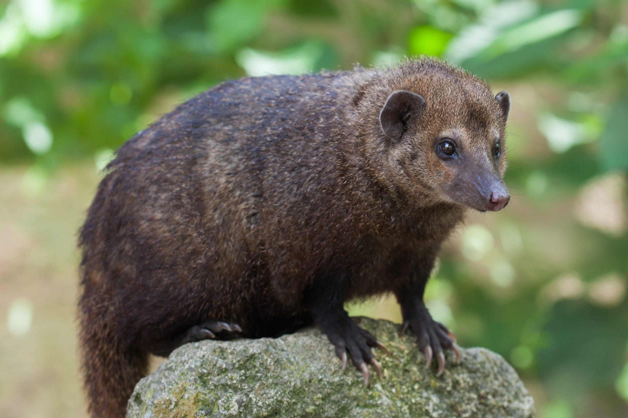 Common kusimanse wild animal