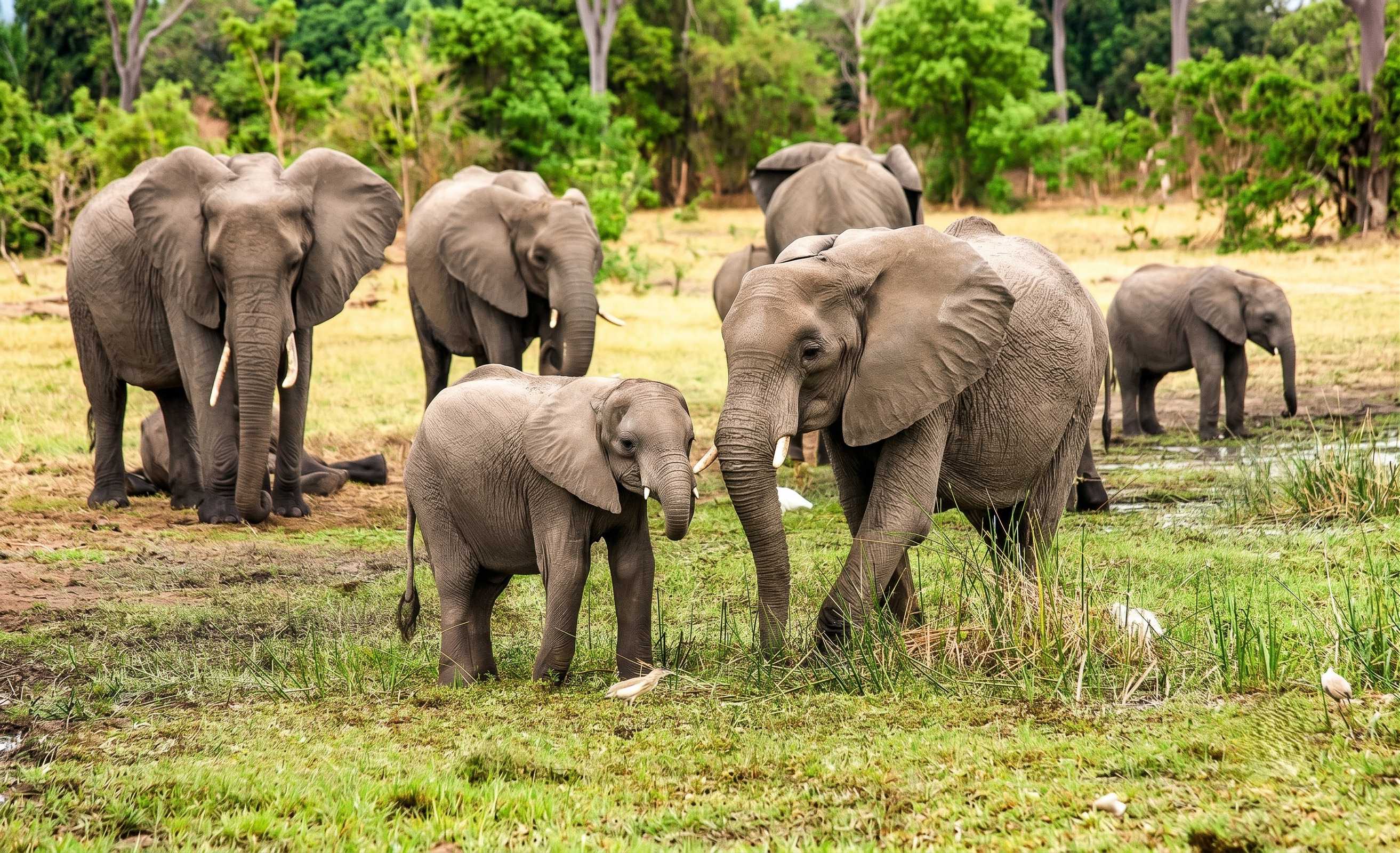 Elephants At Ivory Coast National Park