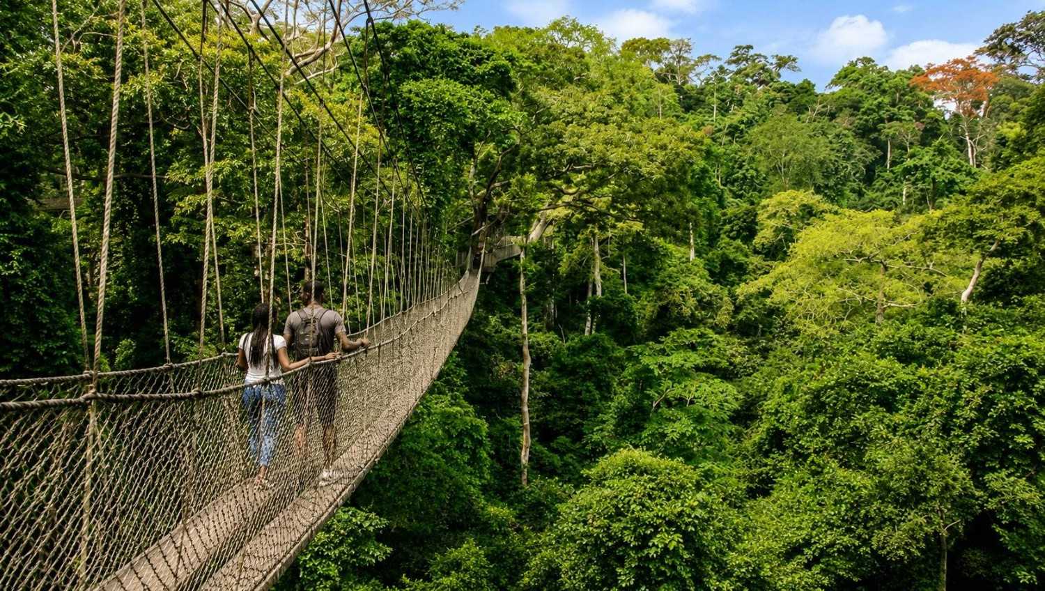 Green Forest Trails In Banco National Park