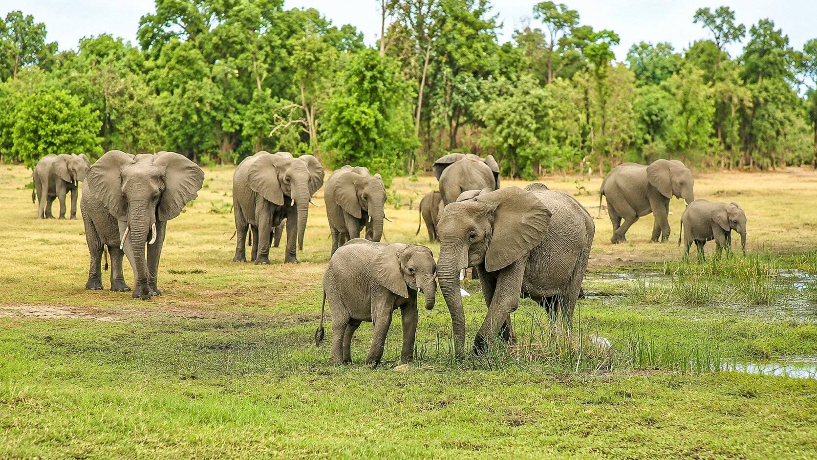 Herd Of African Elephants In Como National Park