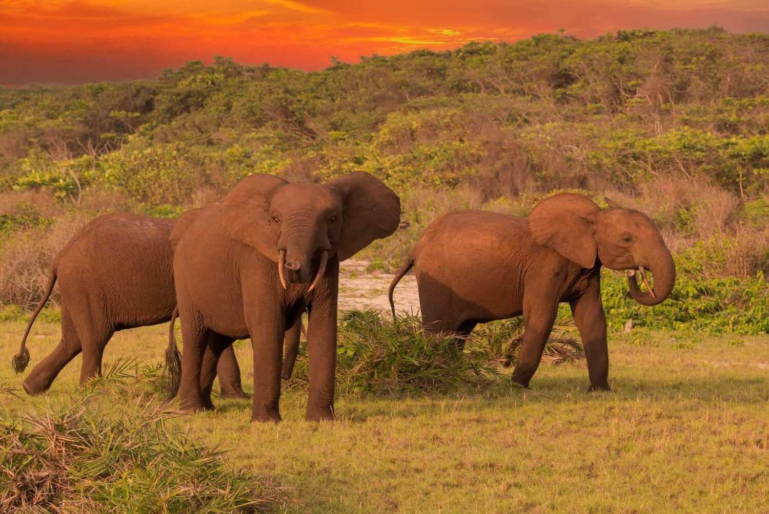 Herd Of Elephants In Laongo National Park In Gabon