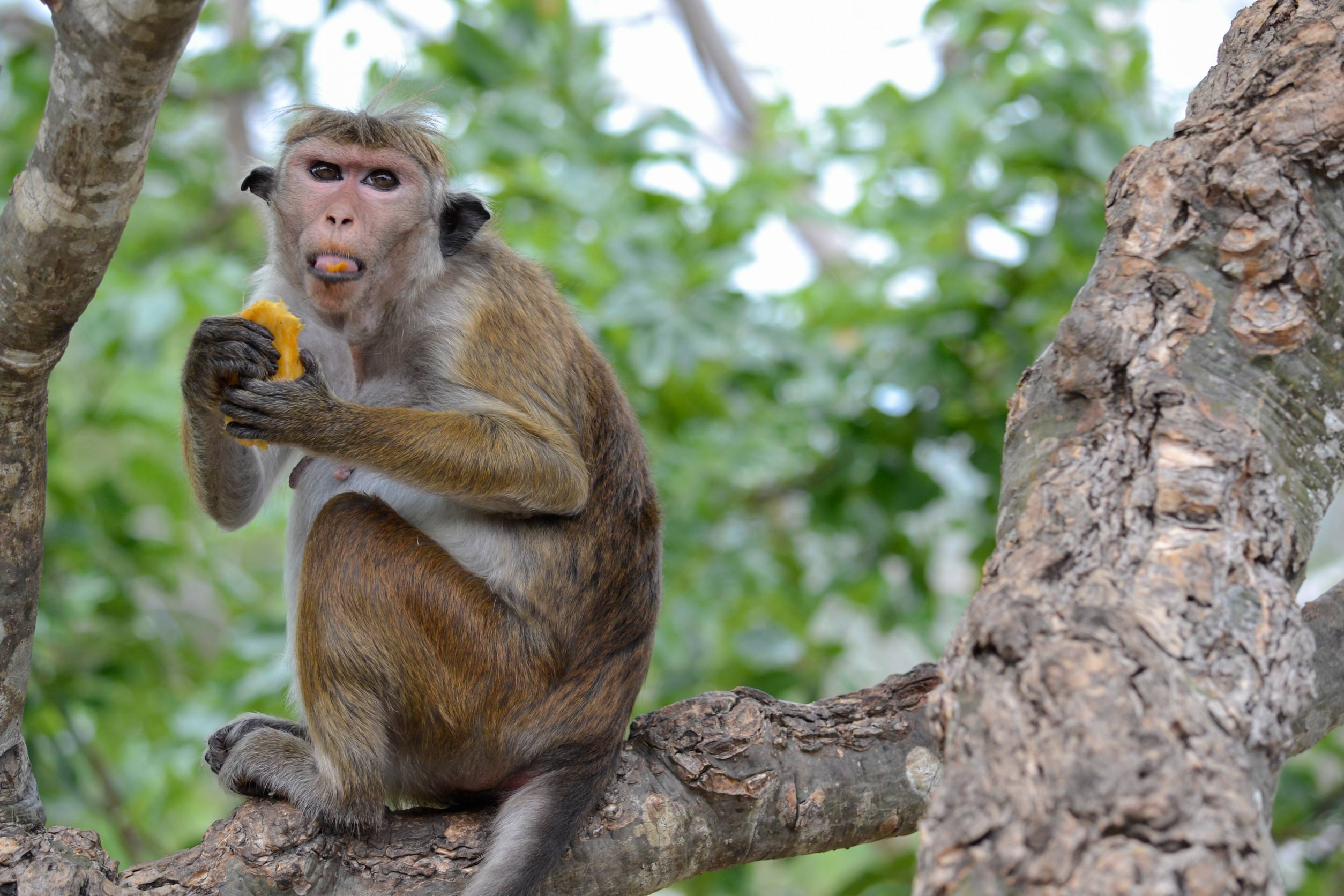 Monkey On A Tree