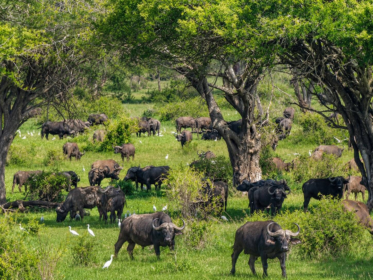 Mont Pko National Park