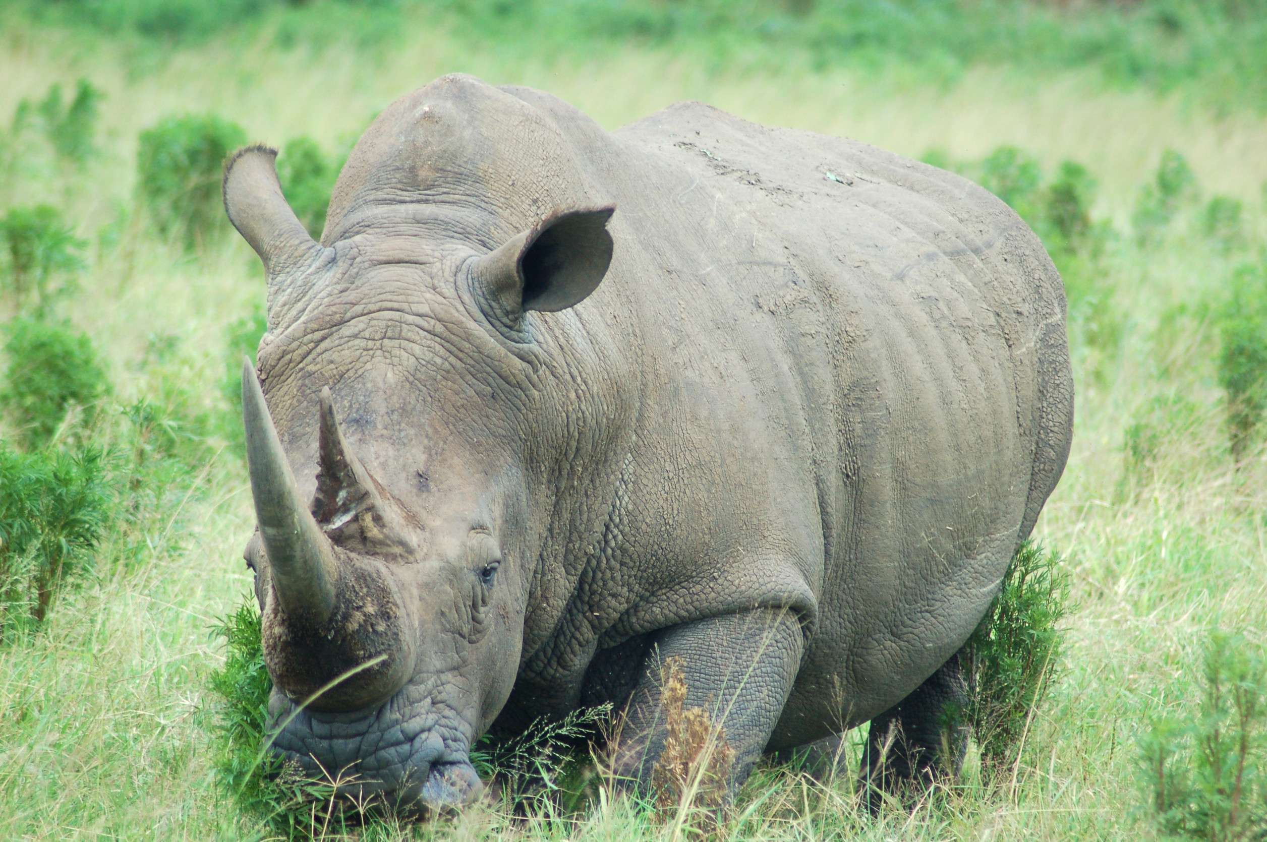 Rhinoceros Grazing In Grassland