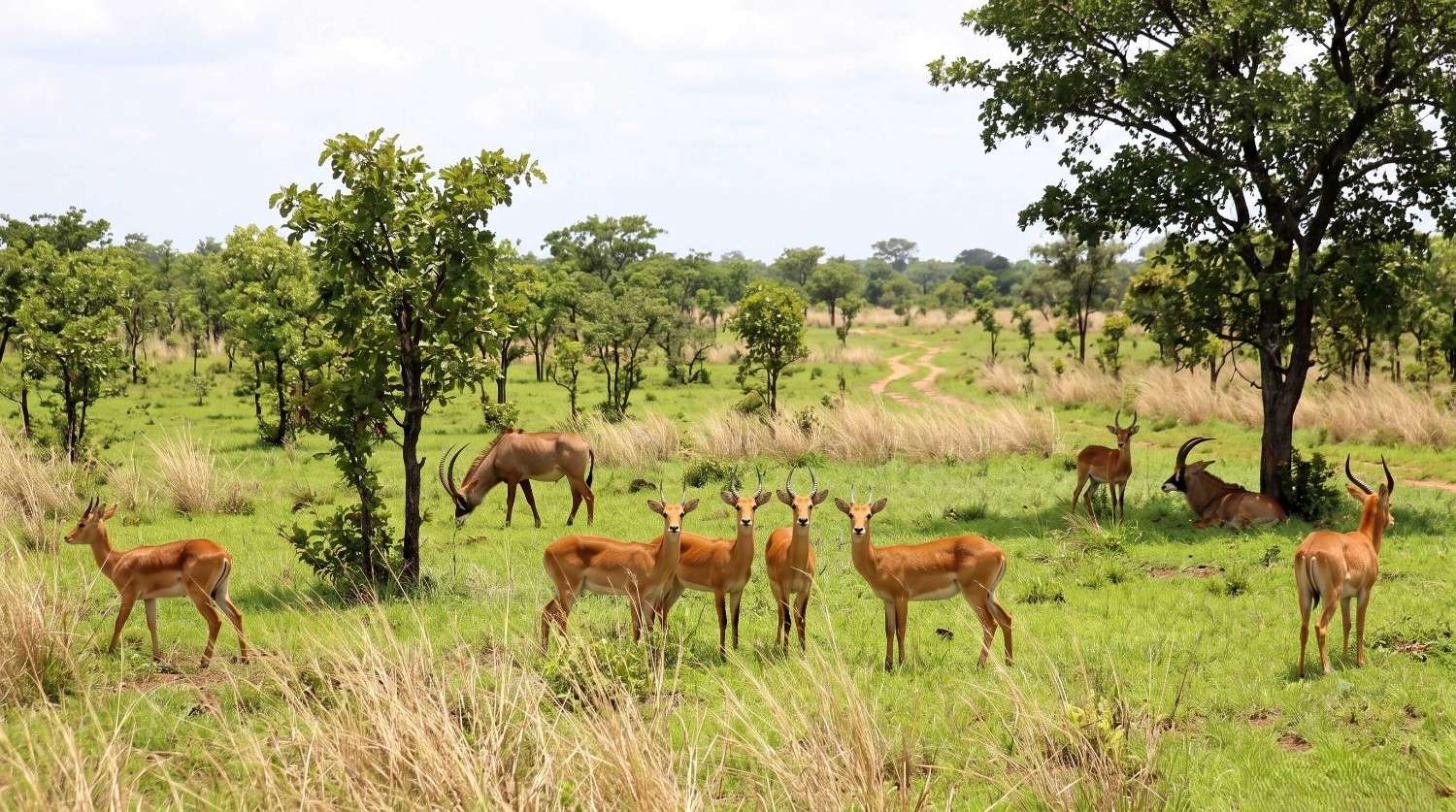 Roan Antelope In Como National Park