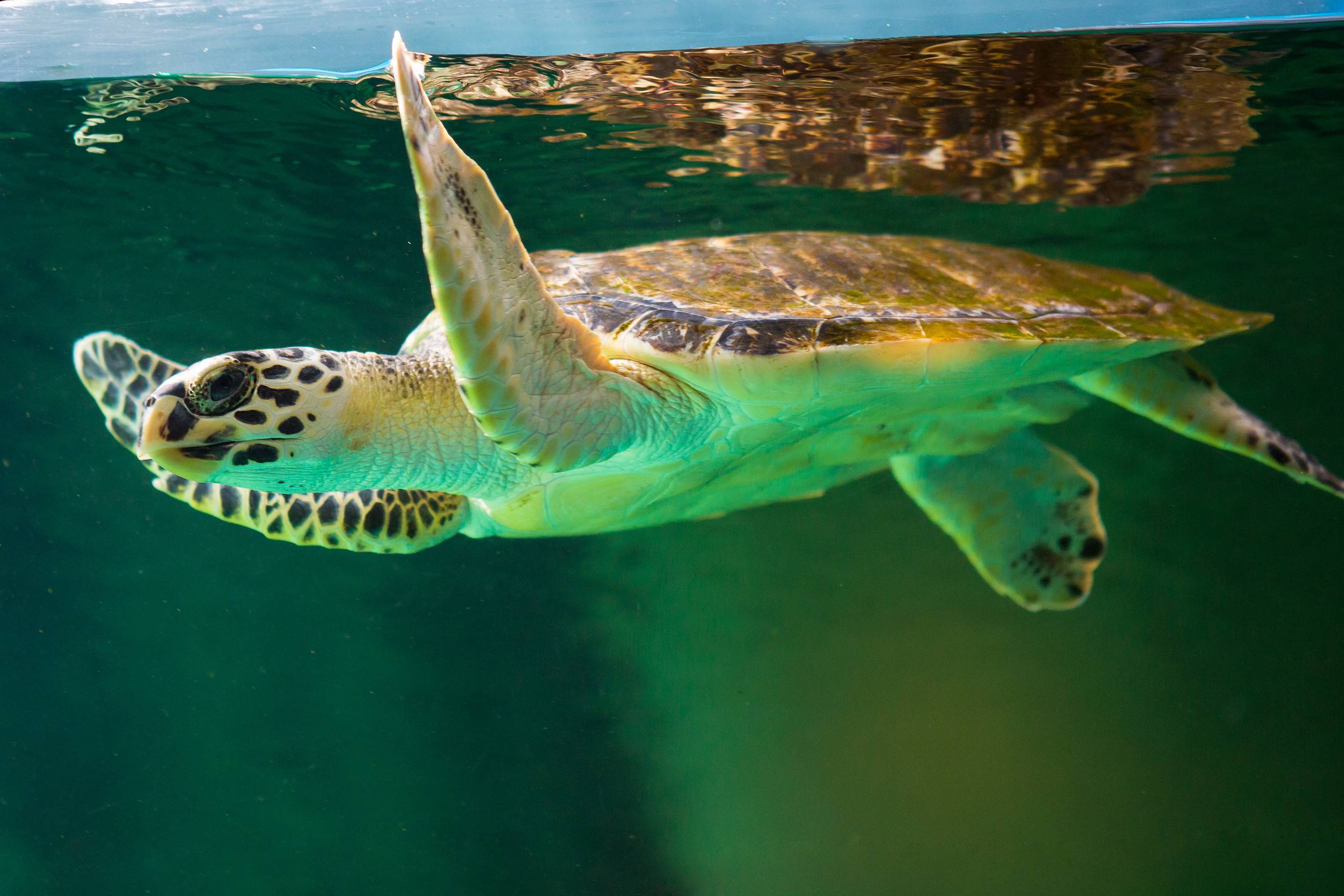 Swimming Sea Turtle With Patterned Shell