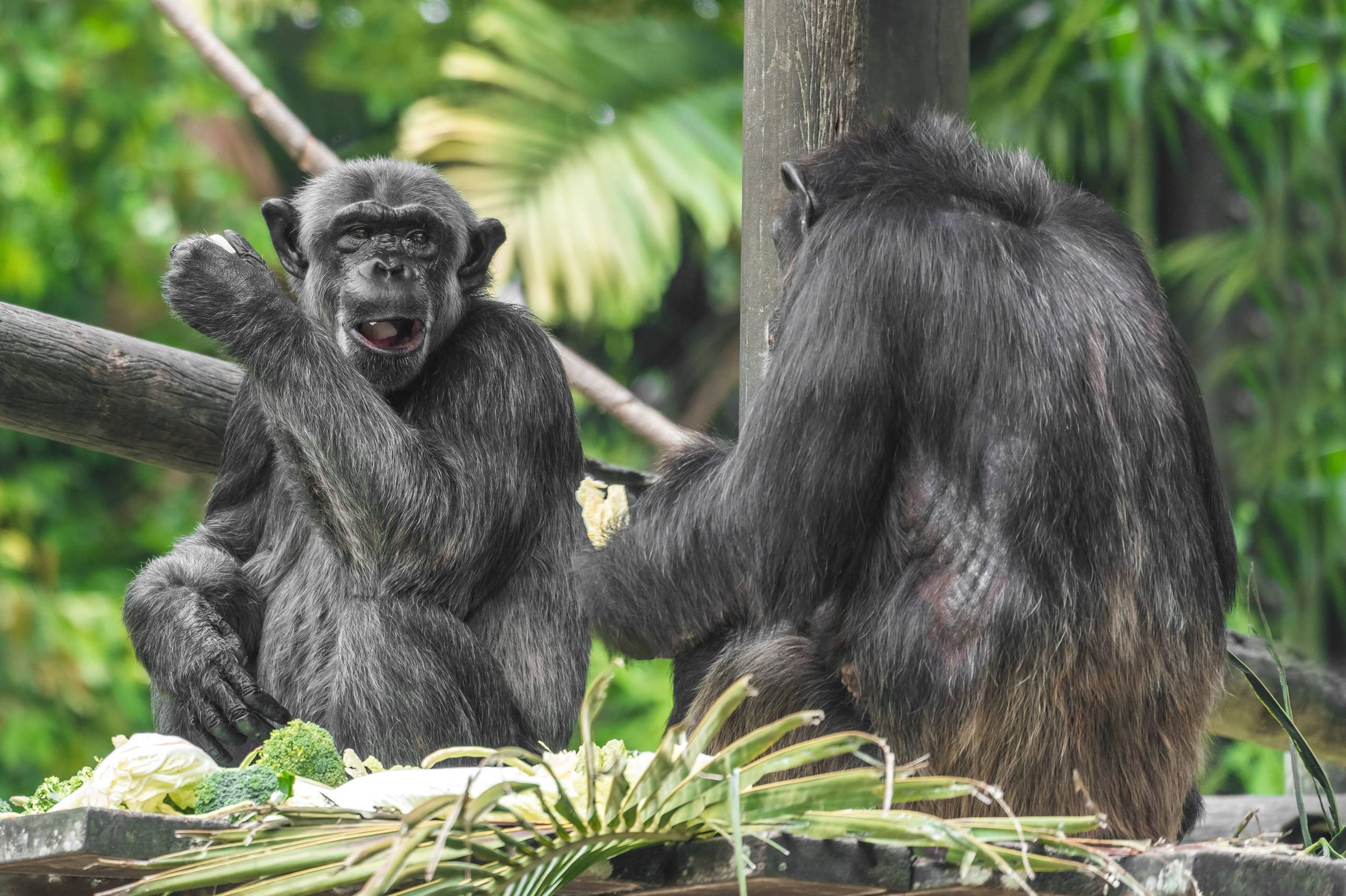 Two Chimpanzees Monkey On A Tree